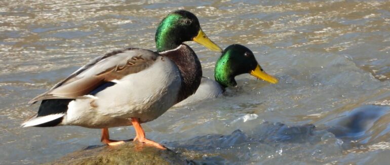 У Рахові на річці помітили диких качок