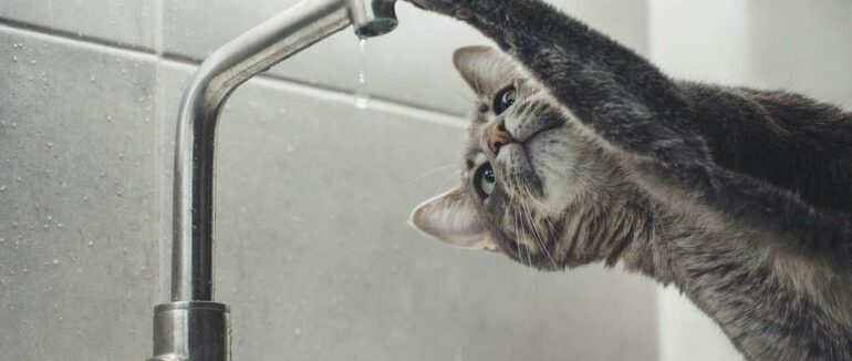 В Ужгороді сьогодні не буде води