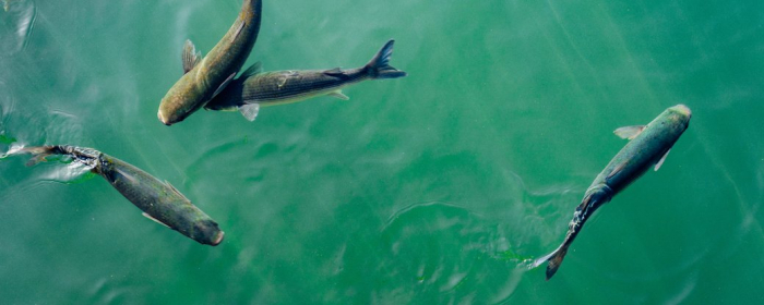 Від сьогодні на Закарпатті діятиме заборона рибалити у зимувальних ямах водойм