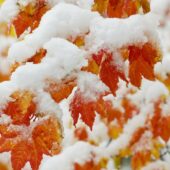 Коли очікувати перший сніг: прогноз погоди від синоптика