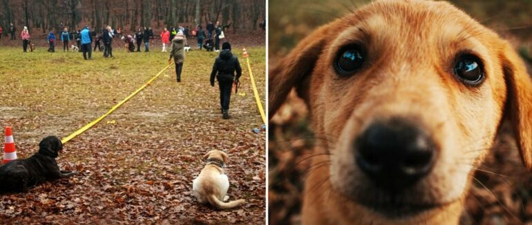 “Дог-фест”: в Ужгороді відбулося свято для собак та їхніх власників