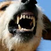 В Україні затвердили список небезпечних порід собак – перелік