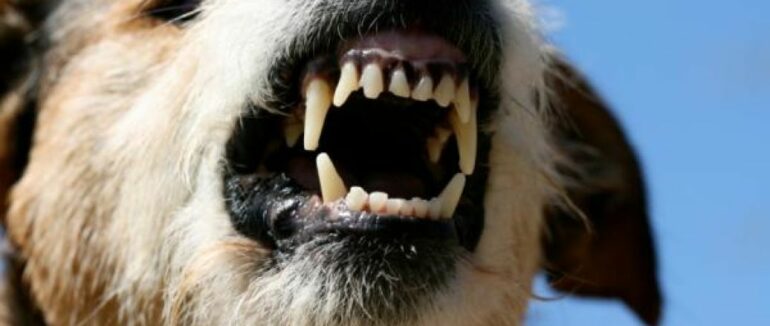 В Україні затвердили список небезпечних порід собак – перелік