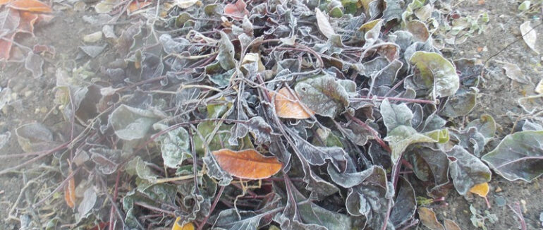 На Берегівщині вже вдарив перший мороз