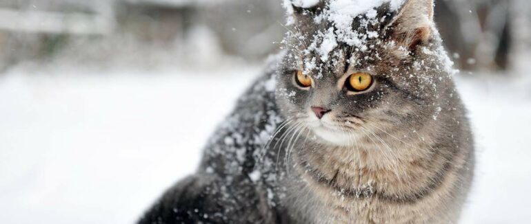 Вже через два дні буде по всій Закарпатській області сніг – синоптики