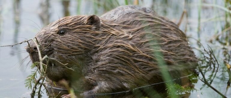На Рахівщині на березі річки помітили бобрів – гризунів