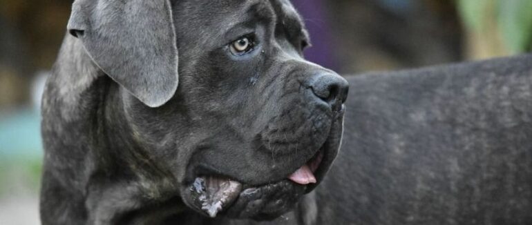 Кумедна історія: пес за кермом влаштував ДТП