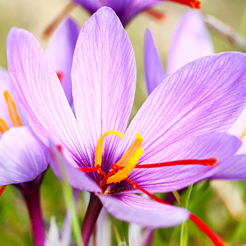 На Закарпатті збирають шафран