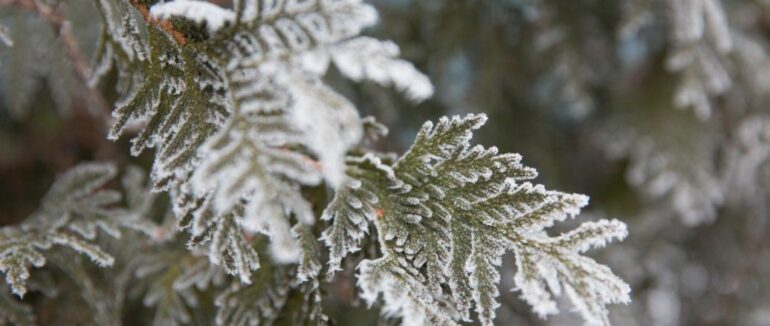 Нічні морози посиляться: прогноз погоди на четвер, 11 листопада