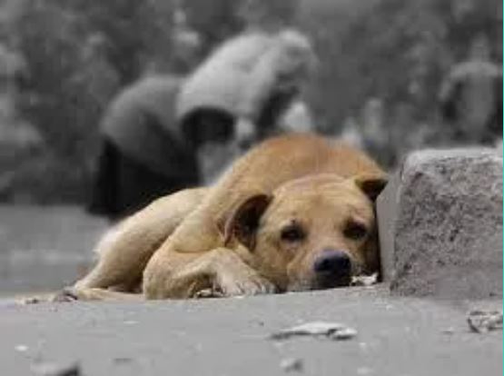 Обережно: в Ужгороді труять собак