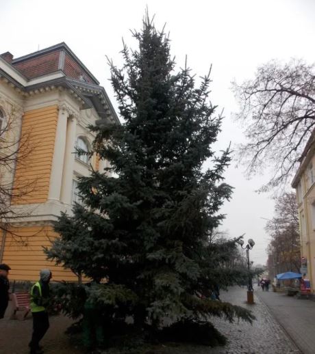 В Берегові встановили 12-метрову новорічну ялинку