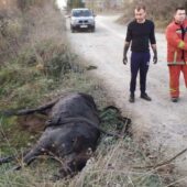 На Закарпатті витягали корову з кювету