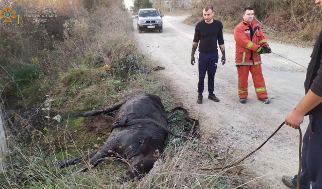 На Закарпатті витягали корову з кювету
