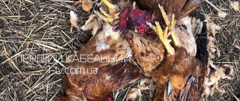 Повернення чупакабри: невідома істота жорстоко розправилась із худобою на Берегівщині (ФОТО, ВІДЕО)