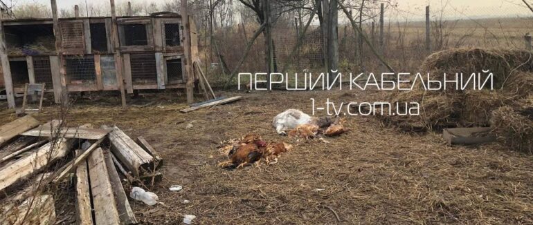 Розправа над тваринами: невідома істота вбила майже всю худобу у дворогосподарстві на Берегівщині