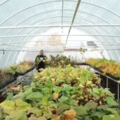 Екзотика вдома: виноградівець вирощує 150 видів плодових та декоративних культур (ВІДЕО)