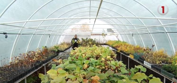 Екзотика вдома: виноградівець вирощує 150 видів плодових та декоративних культур (ВІДЕО)