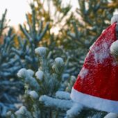 Новорічна ялинка у 2021 році: скільки коштує і де купити