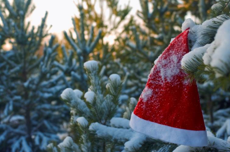 Новорічна ялинка у 2021 році: скільки коштує і де купити