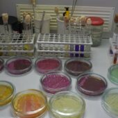 На Закарпатті у сирах з двох військових складів виявили бактерії кишкової палички