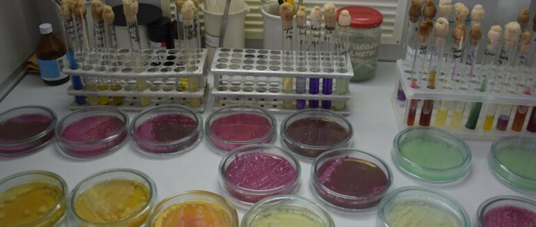 На Закарпатті у сирах з двох військових складів виявили бактерії кишкової палички