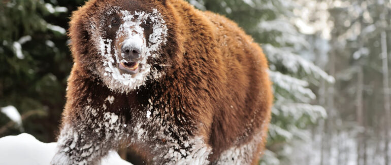 Радіють снігу: у нацпарку “Синевир” ведмеді передумали впадати у сплячку