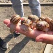 На Хустщині на фермі зібрали три тонни равликів