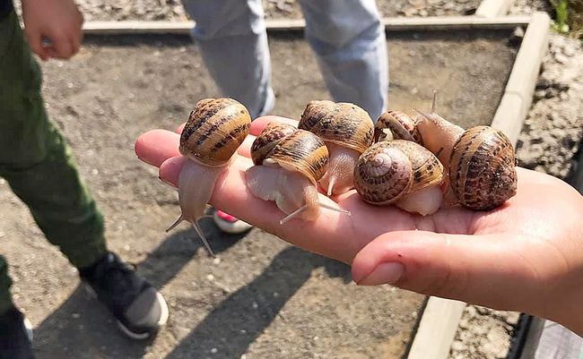 На Хустщині на фермі зібрали три тонни равликів