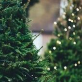 Цього року в Ужгороді красуватиметься нова ялинка висотою 18 метрів