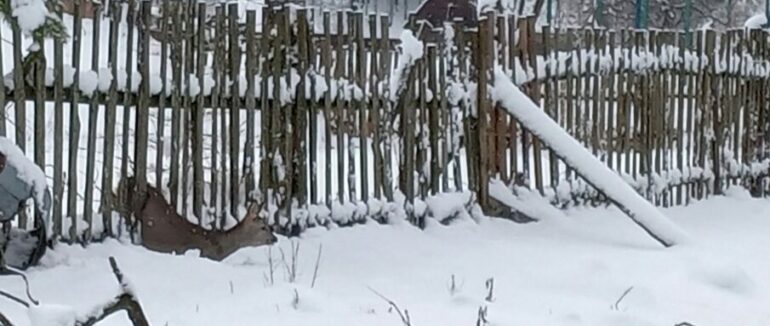 На Закарпатті священник врятував косуль з пастки