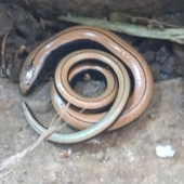 Відчула тепло: на Перечинщині біля сходів будинку виявили змію