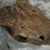 Закарпатські митники не дали вивезти скам’янілі рештки оленя