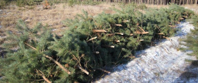 Закарпатців попереджають про штрафи за зрубані дерева
