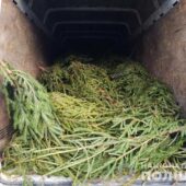 На Закарпатті поліцейські перевіряють ялинкові ринки