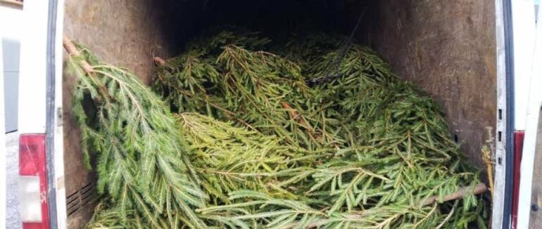 На Закарпатті поліцейські перевіряють ялинкові ринки