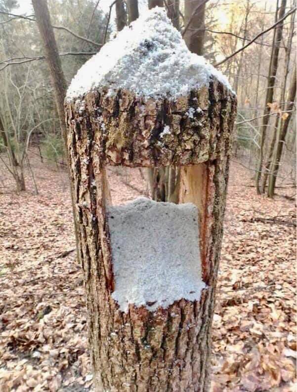 У закарпатських лісах для тварин влаштовані солонці