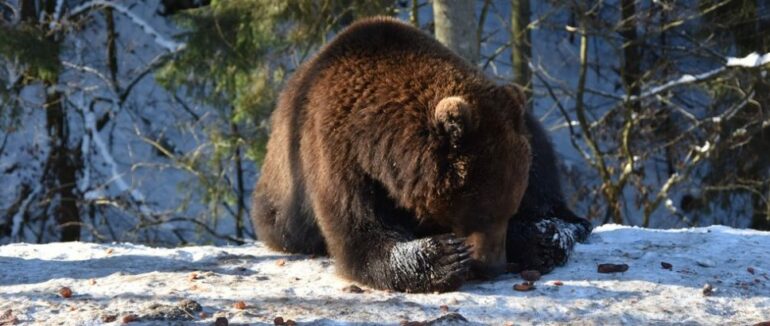 У Центрі НПП “Синевир” шестеро ведмедів впали у зимову сплячку