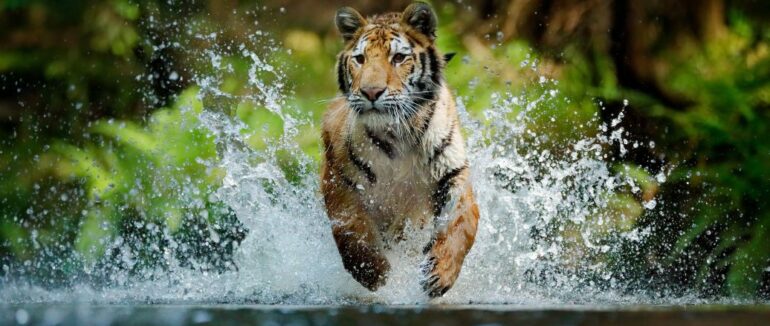 Рік Синього Водяного Тигра за китайським календарем: що принесе нам 2022-й