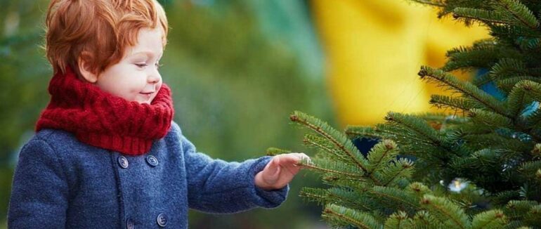 Де в Мукачеві продаватимуть живі ялинки (СПИСОК)