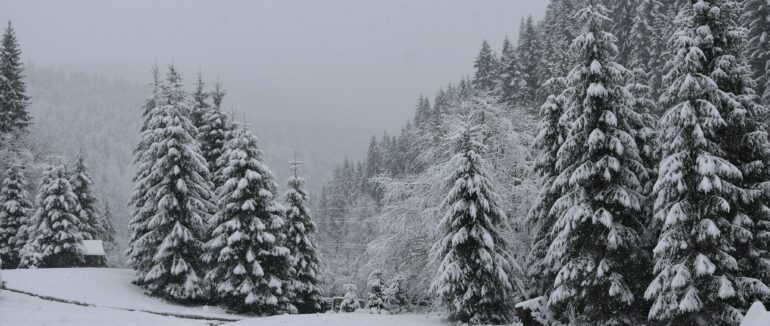 Зимова атмосфера: у мережі опублікували світлини засніженого Синевиру