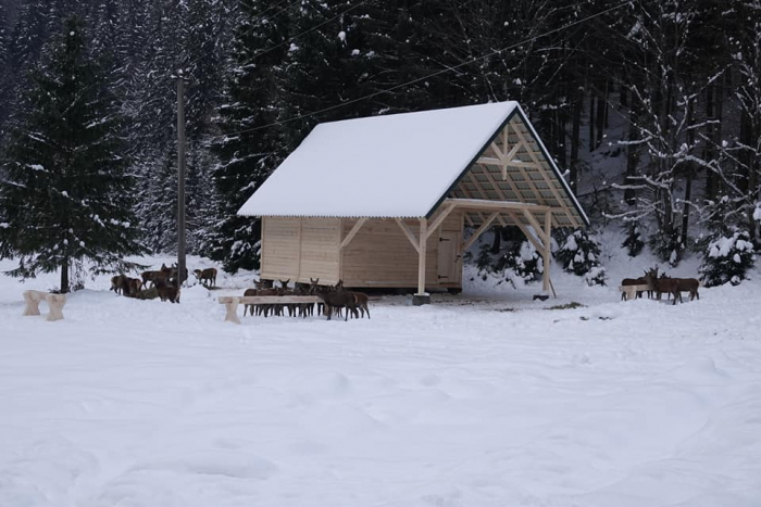 На Міжгірщині створюють Біопарк Синевир: вже завезли перших 30 оленів
