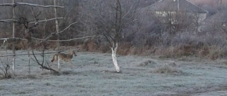 У селі на Закарпатті вдень вовк розгулював дворами: місцеві зняли на камеру