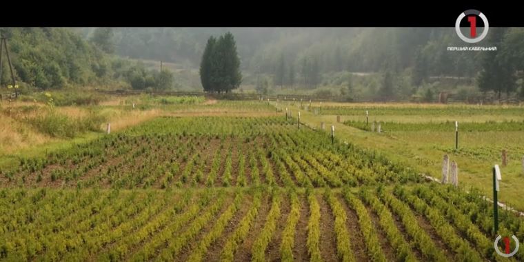 Молодий ліс із насінини (ВІДЕО)