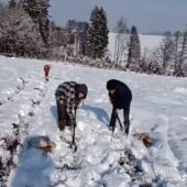 Як закарпатські заробітчани саджають дерева серед снігу у Чехії