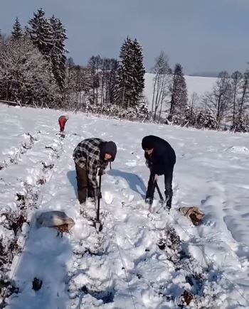 Як закарпатські заробітчани саджають дерева серед снігу у Чехії