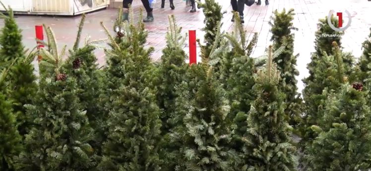 Мукачівці знають, як правильно обирати та доглядати за живими і штучними ялинками (ВІДЕО)