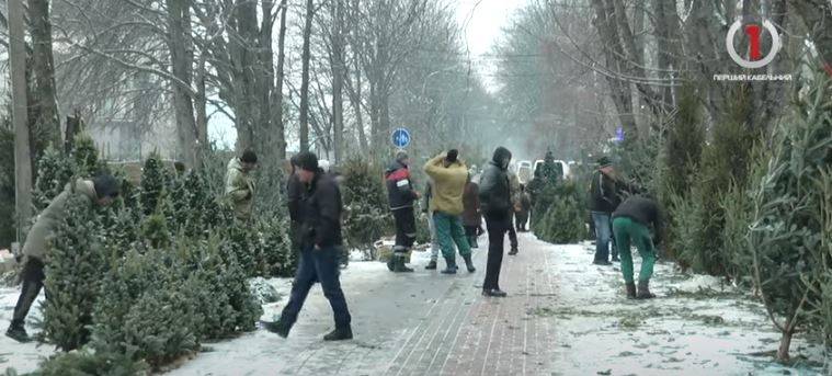 Пропонують як вітчизняні, так і закордонні дерева: ялинковий ажіотаж на одному з ринків Ужгорода (ВІДЕО)