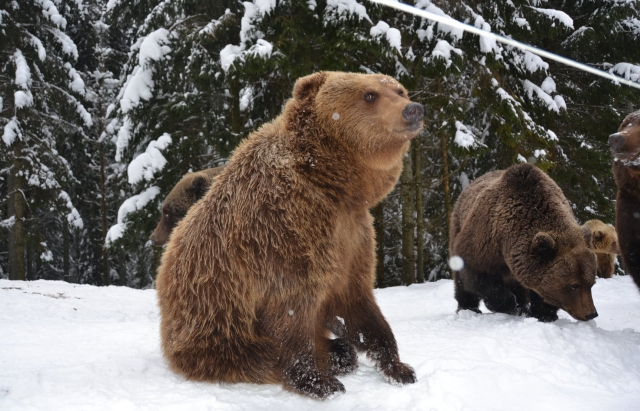 Радіють зимі: у НПП “Синевир тільки шестеро бурмила з 32 впали у сплячку