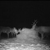 На Закарпатті у лісах підгодовують диких тварин