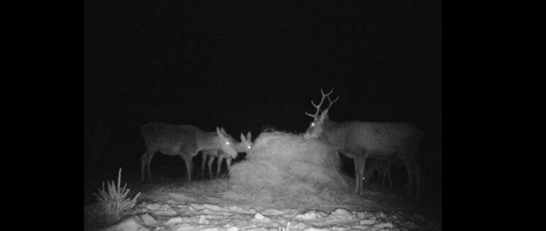 На Закарпатті у лісах підгодовують диких тварин